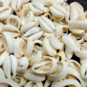 COWRIE0005- ARNA’S 100 GM CUT HOLE WHITE SMALL COWRIE SHELL FOR JEWELLERY MAKING - 100 PIECES APPROX
